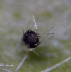 Phyllactinia betulae