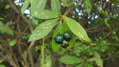 Poecilocoris splendidulus