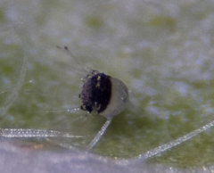 Phyllactinia betulae