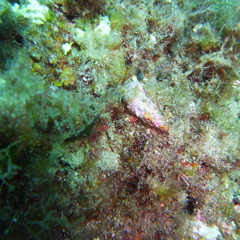 Pagurus anachoretus