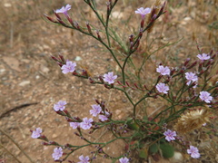 Limonium companyonis