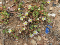 Mesembryanthemum nodiflorum