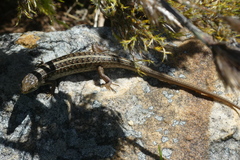 Trachylepis capensis
