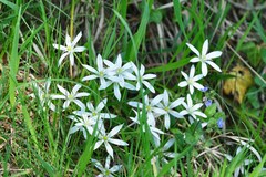 Ornithogalum umbellatum