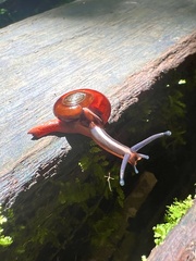 Ariophantidae
