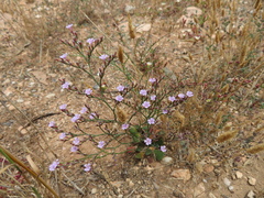 Limonium companyonis