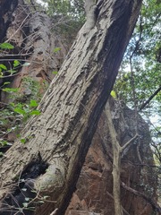 Olea capensis enervis