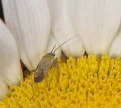 Plagiognathus obscurus