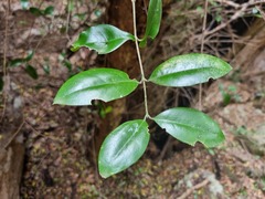 Olea capensis enervis