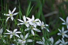 Ornithogalum umbellatum
