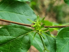 Vangueria macrocalyx