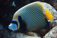 Pomacanthus imperator