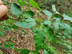 Vangueria macrocalyx