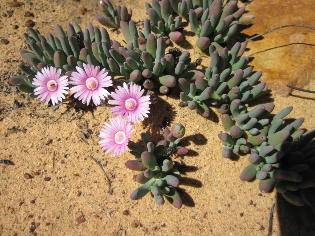 Phiambolia hallii