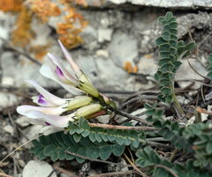 Astragalus demetrii