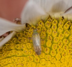 Plagiognathus obscurus