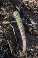 Trichocereus quadratiumbonatus