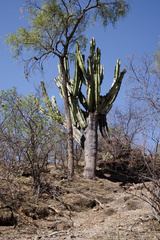 Neoraimondia herzogiana