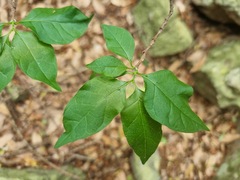 Vangueria macrocalyx