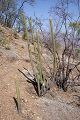 Cleistocactus tominensis