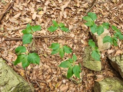 Vangueria macrocalyx