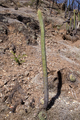 Cleistocactus tominensis
