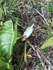 Philodendron loefgrenii