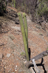Cleistocactus tominensis