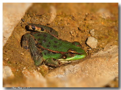 Pelophylax saharicus