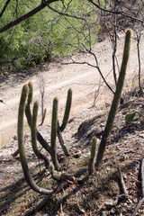 Cleistocactus tominensis