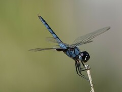 Urothemis edwardsii