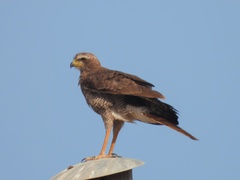 Melierax poliopterus