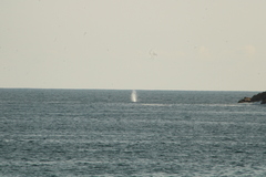 Megaptera novaeangliae