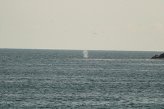 Megaptera novaeangliae