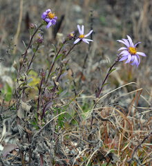 Aster amellus
