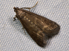 Eccopisa effractella