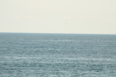 Megaptera novaeangliae