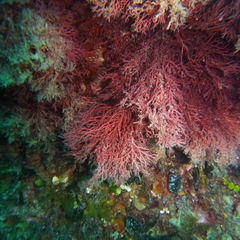 Sphaerococcus coronopifolius