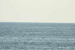 Megaptera novaeangliae