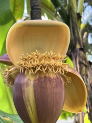 Musa basjoo