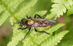 Laphria sericea