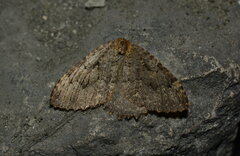 Triphosa dubitata