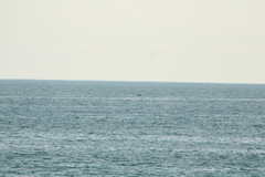 Megaptera novaeangliae