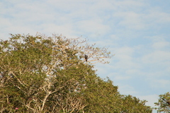 Buteogallus anthracinus