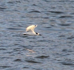 Thalasseus sandvicensis