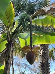 Musa basjoo