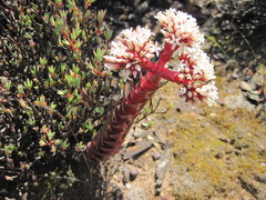 Crassula alpestris