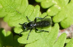 Laphria canis
