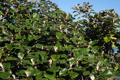 Brachyglottis rotundifolia