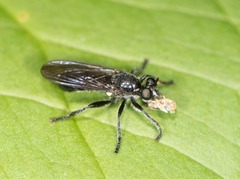 Laphria canis